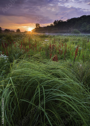 Sunrise over a Midwest prairie where the bright red stems of the cardinal flower push their way up through the dense prairie grasses.  DuPage County, Illinois. photo