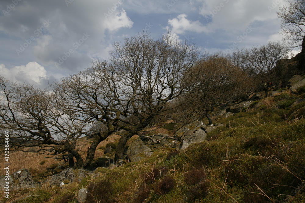 Views of nature, Peak District, UK Views of nature, Peak District, UK