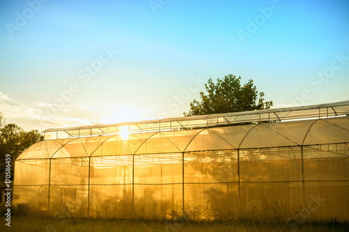 Vegetable nets for protection against pests. The mosquito net to grow vegetables without using chemical pesticides in the sunset.