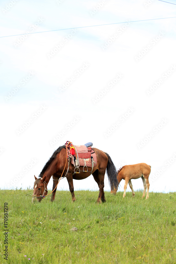 The horse in the grasslands