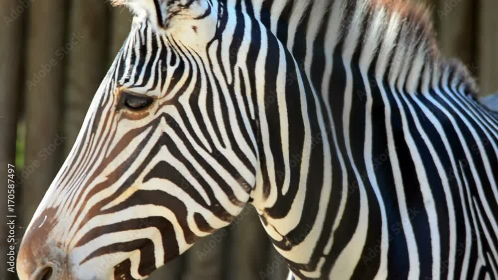 zebra eye close-up in zoo, Bioparco, Rome, Italy zebra eye close-up in zoo, Bioparco, Rome, Italy