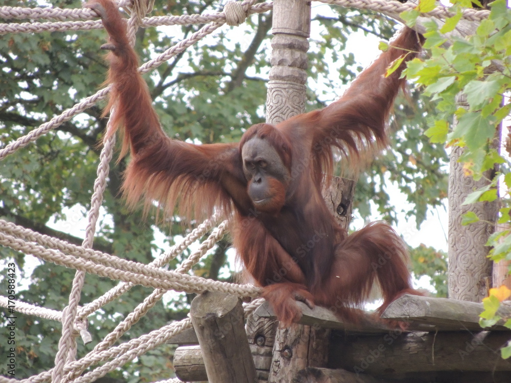 Naklejka premium Orang-Outan