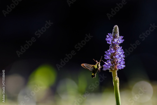 Фотография Float Like a Butterfly, Sting Like a Bee?