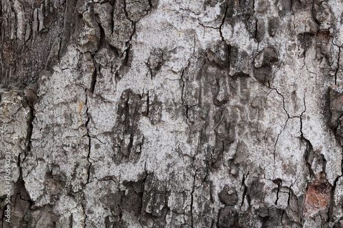 Tree bark abstract background, Trunk texture.