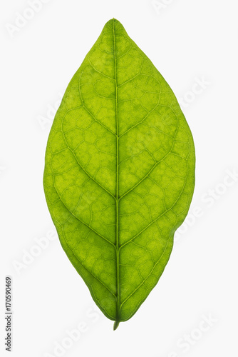Backlit jasmine leaf isolated on a white white background