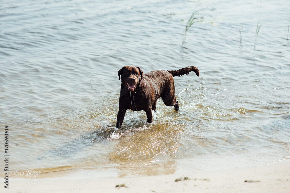 cheerful brown labrador running on water
cheerful brown labrador running on water
