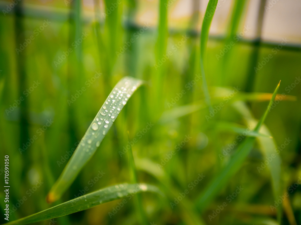 Tau Tropfen auf einem Grashalm vor einem Zaun Tau Tropfen auf einem Grashalm vor einem Zaun