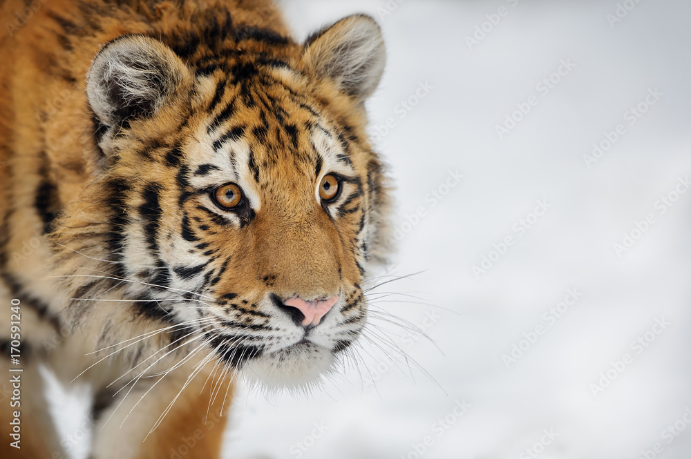 Obraz premium Tiger looking to some attention
