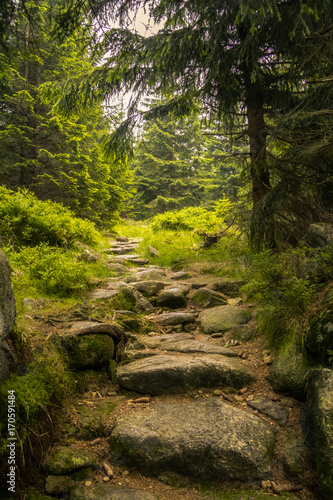 Fototapeta Naklejka Na Ścianę i Meble -  Path cutting through trees in moutain forest