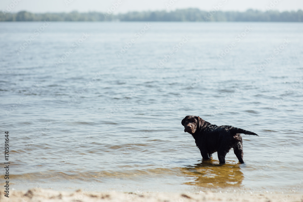 cheerful brown labrador runs through the sand cheerful brown labrador runs through the sand