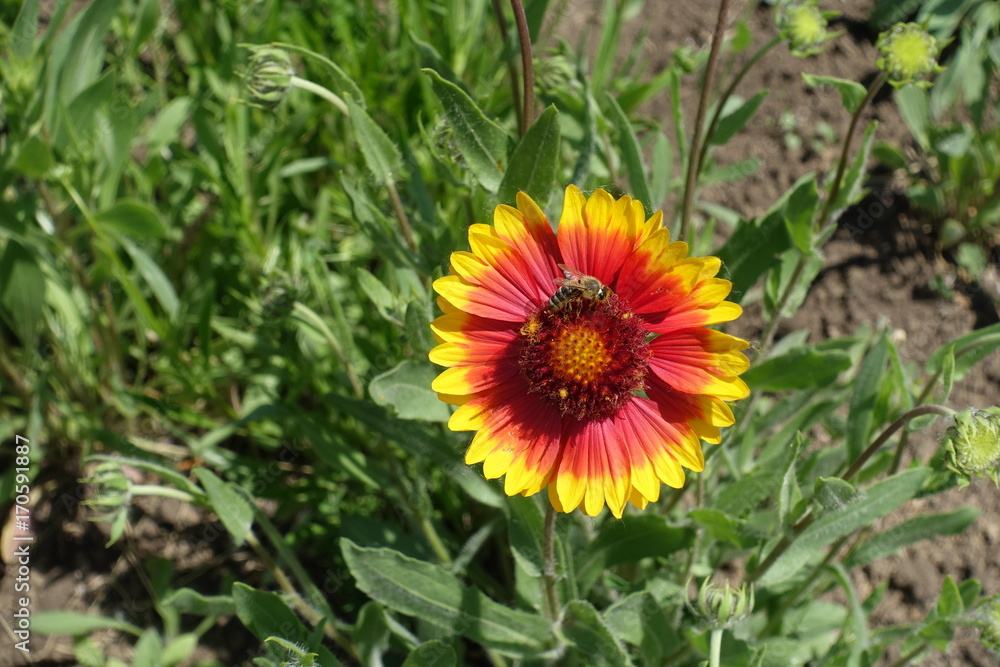 Honey bee pollinating flower of Gaillardia aristata Honey bee pollinating flower of Gaillardia aristata