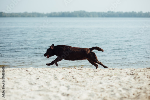 cheerful brown labrador runs through the sand