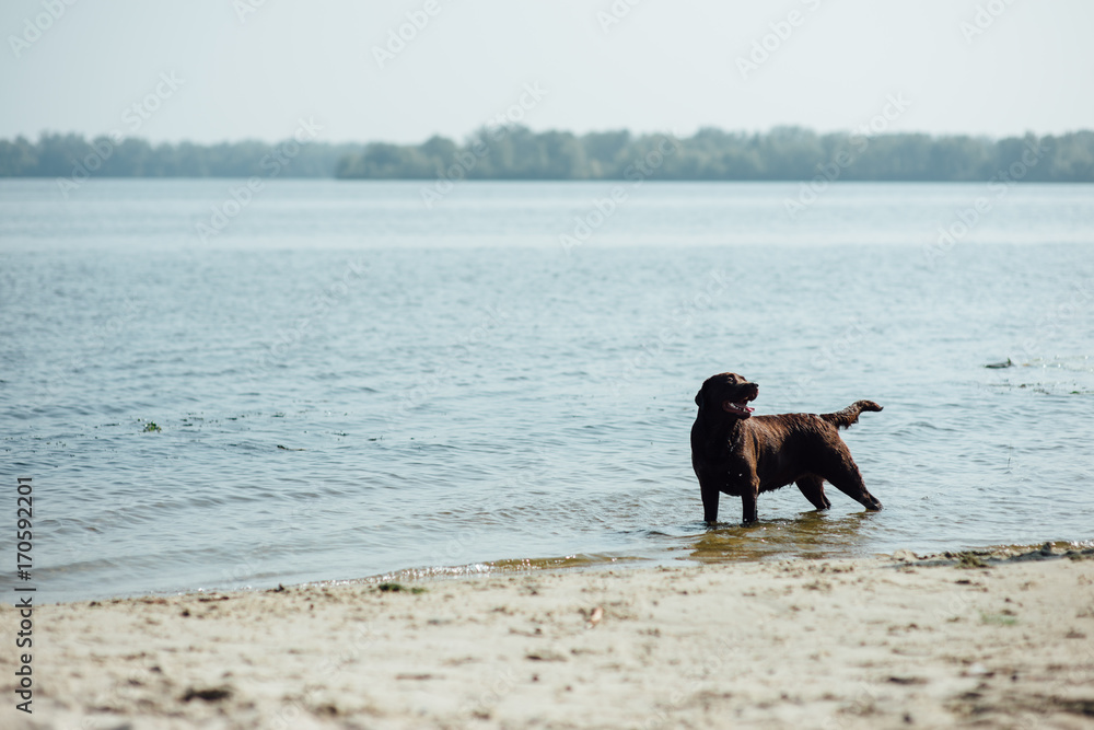cheerful brown labrador runs through the sand