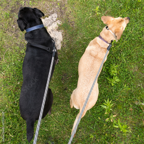 Photography Two dogs on leashes walking in grassy clearing looking in different directions,