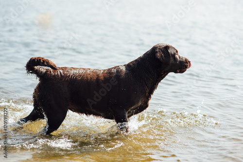 cheerful brown labrador play in water