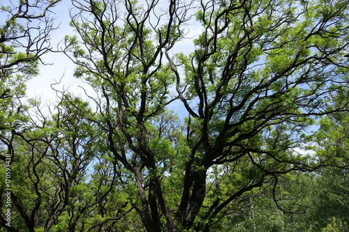 Wavy branches of Robinia pseudoacacia umbraculifera against the sky