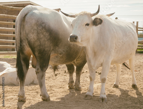 The cow and the bull in the zoo. Animals in captivity