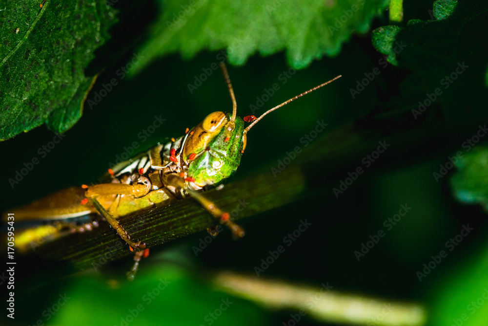 Fototapeta premium Colorful Grass Hopper resting