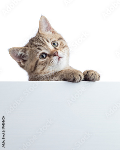Funny cat kitten peeking out of a blank sign, isolated on white background