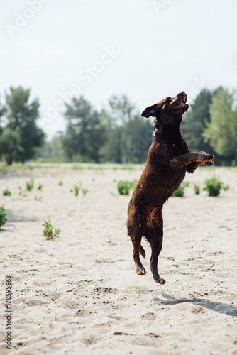 two cheerful brown labradors jump on sand