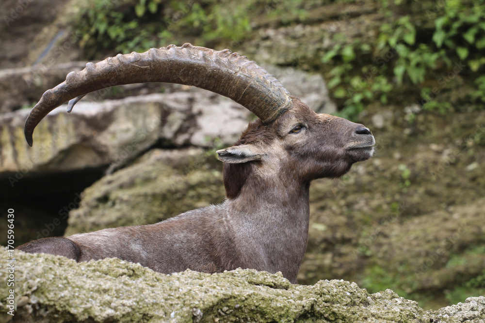 Alpensteinbock (Capra ibex)