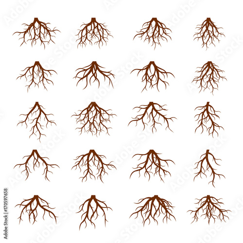 Set of Brown Roots. Vector Illustration.