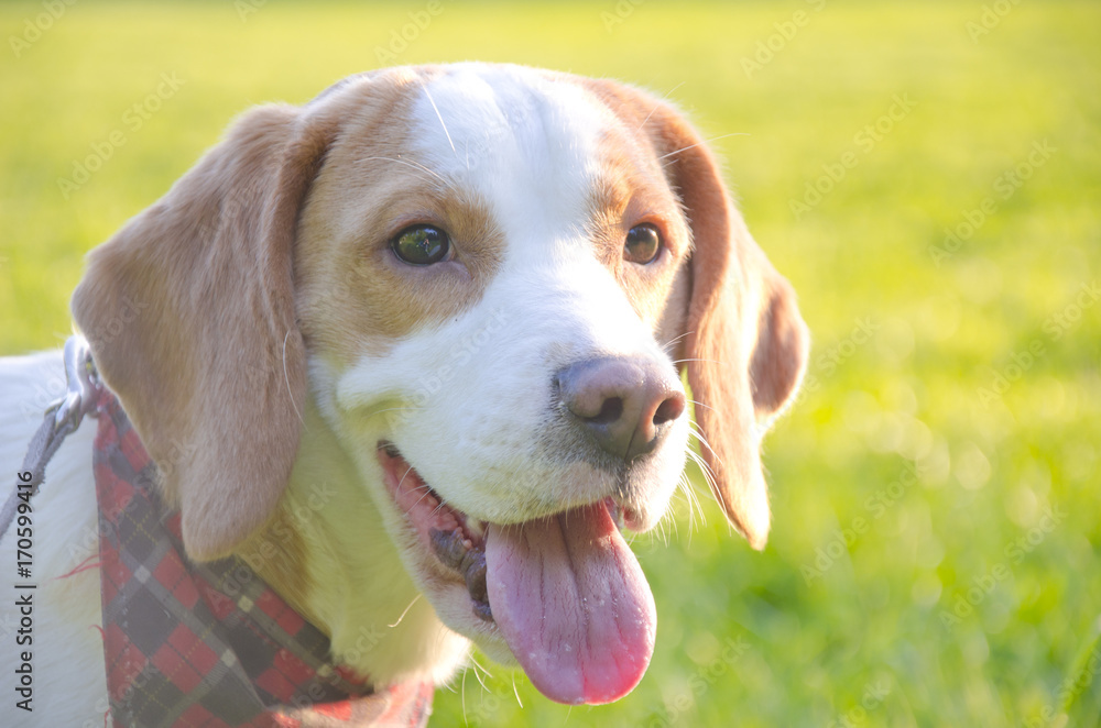 Happy beagle puppy against the bright background