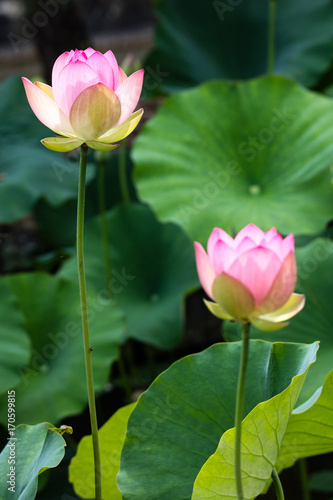 elegant lotus stems and flowers blooming over big green leaves