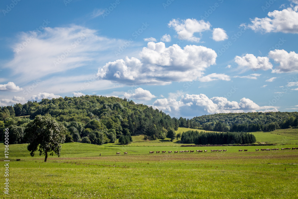 Un paysage de campagne dans le jura avec arbre, forêt, prés et des vaches en file indienne
