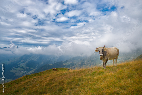 Cows grazing in the Bergamo mountains in italy