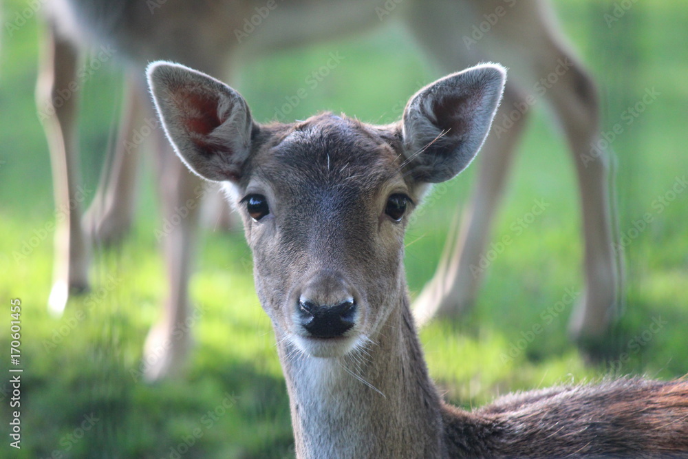 Deer looking into camera from deer garden in Nieuwerkerk aan den IJssel Deer looking into camera from deer garden in Nieuwerkerk aan den IJssel