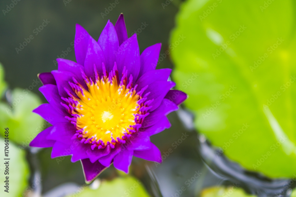 The yellow lotus lavender sunshine in nature on the river. The yellow lotus lavender sunshine in nature on the river.