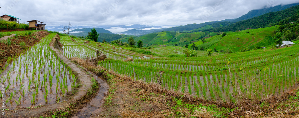 Rice fields on terraced of Mae Cham,Chiang Mai, Thailand. Thailand landscapes.