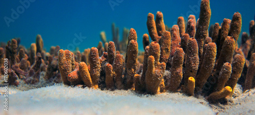 Yellow sponge underwater photo