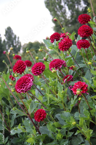 Fototapeta Naklejka Na Ścianę i Meble -  Dahlienfeld
