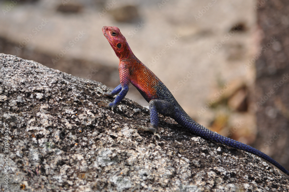 The Mwanza flat-headed rock agama. The Mwanza flat-headed rock agama.