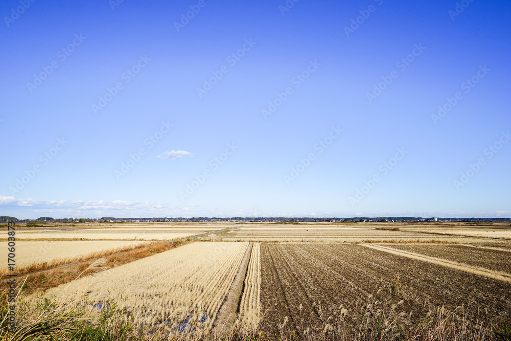 Fototapeta premium 秋の水田