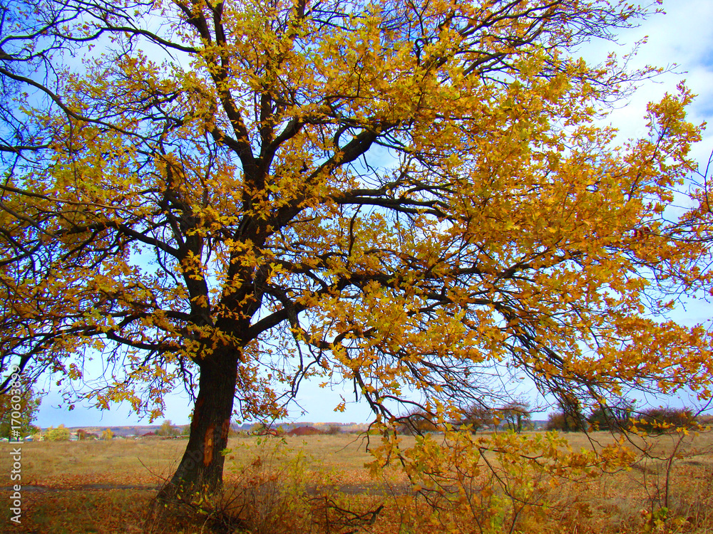 Fototapeta premium Дуб в осеннем одеянии.