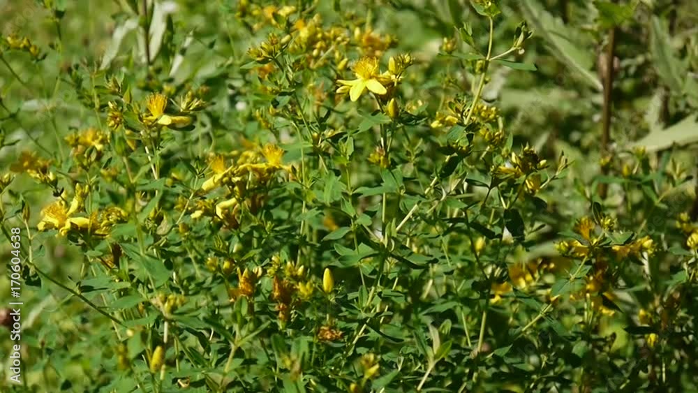 St. John's wort, medicinal plant with flower in the field. St. John's wort, medicinal plant with flower in the field.