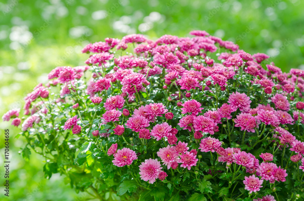 Beautiful blooming pink chrysanthemum bush in the garden Beautiful blooming pink chrysanthemum bush in the garden