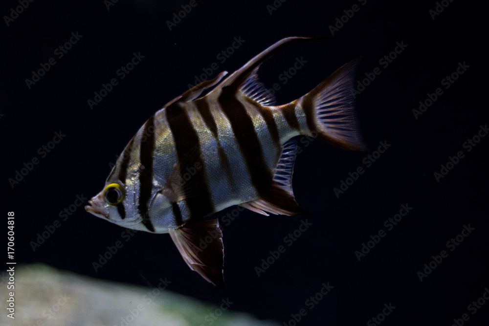 Peixe Ć s riscas a nadar no oceano Stock Photo | Adobe Stock
