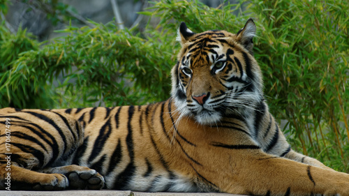 Bengal Tiger