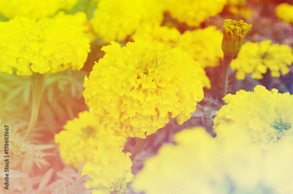Floral background,Flower background Floral background,Flower background