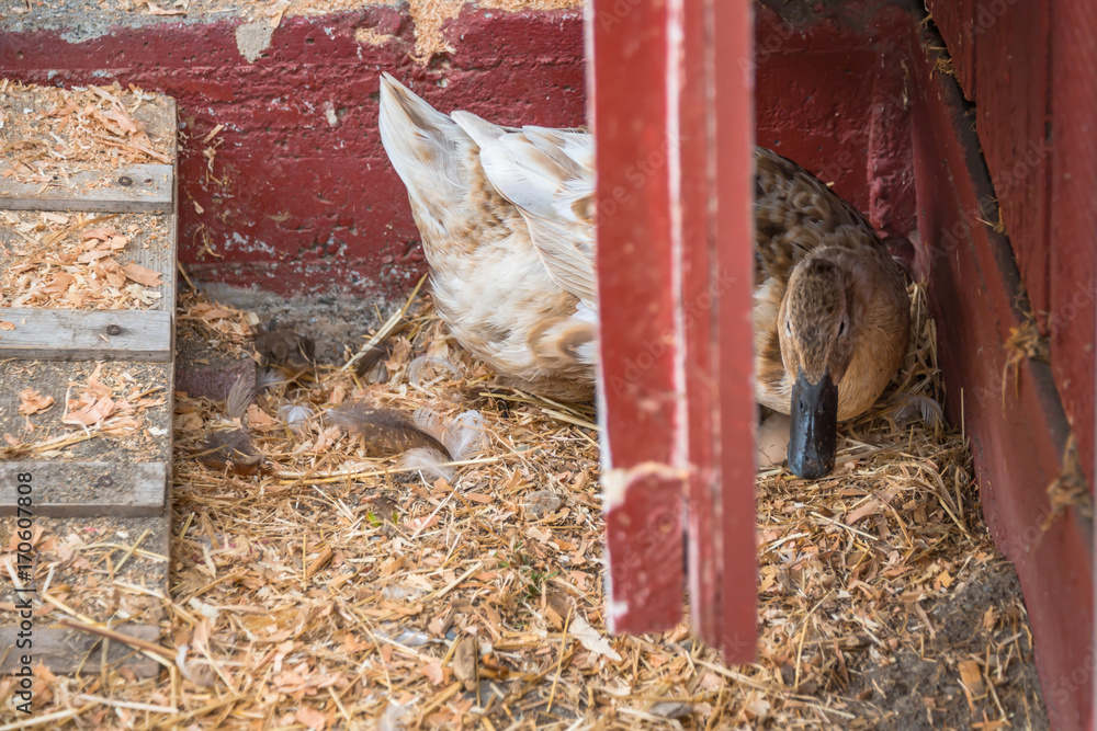Duck Laying an Egg in Barnyard on Animal Farm Stock Photo Adobe Stock