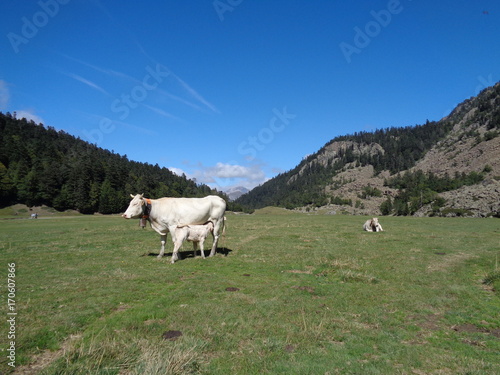 Vaches dans les Pyrénées 5