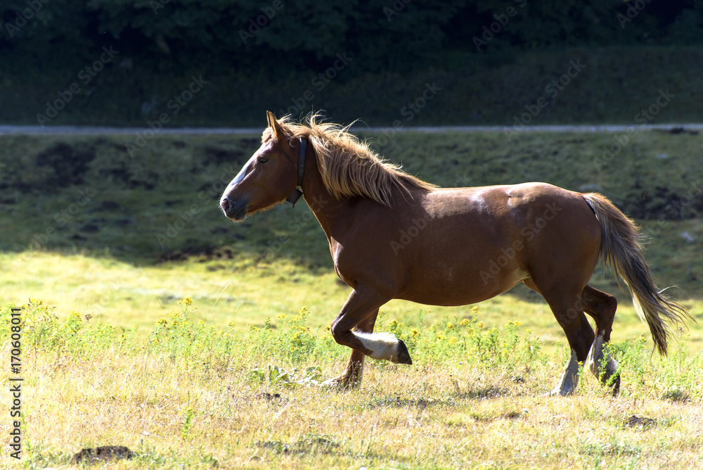Obraz premium Horse running freely in pasture