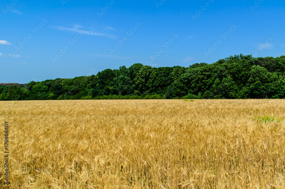 Field of ripe yellow wheat on summer