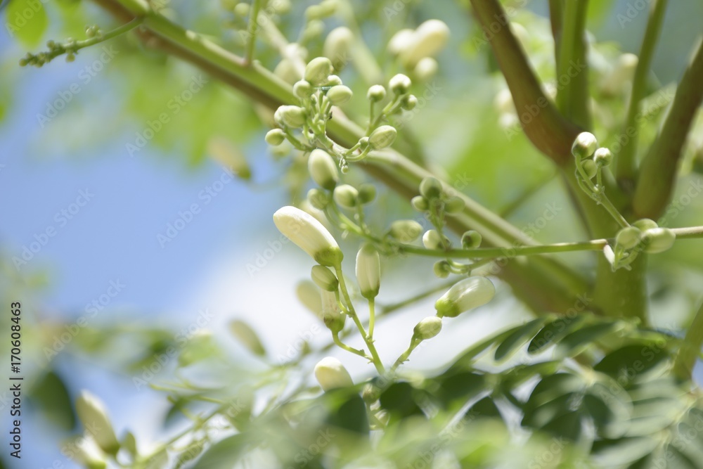 Close up Moringa flowers on tree with blue sky. Close up Moringa flowers on tree with blue sky.