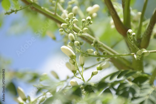 Close up Moringa flowers on tree with blue sky.