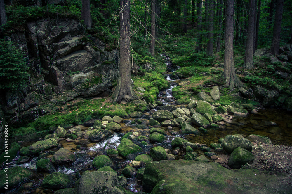 mountain forest stream mountain forest stream